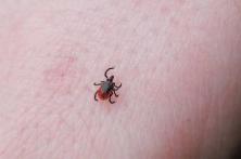 Image of a tick