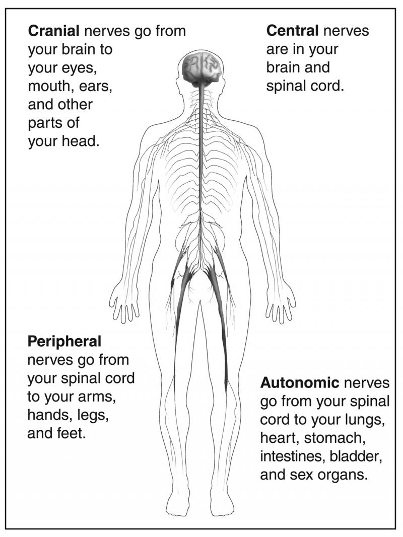 Drawing of pathways of various nerves